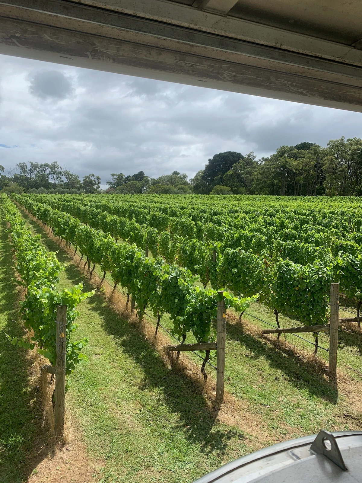 Rows of vines viewed from the Merli estate